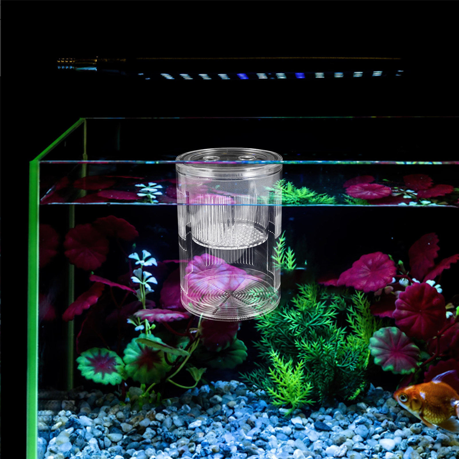 Aquarium Fish Freshwater - Floating Acrylic Fish Breeding Box Aquarium