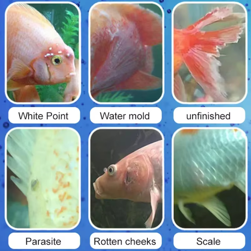 SIKEZHAN Fish Disease Treatmen - огляд і ціна Aquarium Fish Freshwater